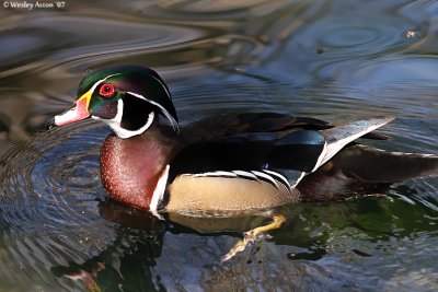 Wood Duck