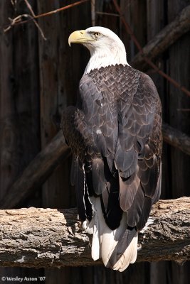 Bald Eagle