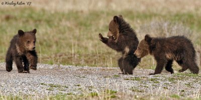 The Three Bears....