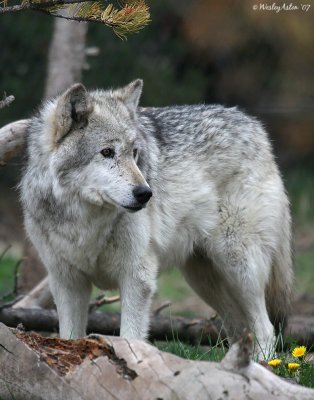 Grey Wolf