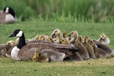 Goose with way to many babies!