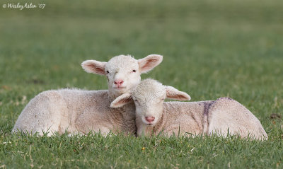 Lamb Babies
