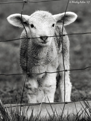 Lamb