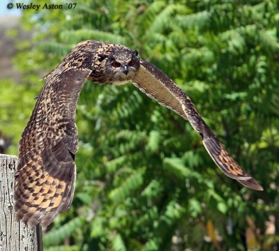 Eagle-Owl