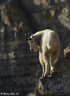Timanogos Mountain Goat
