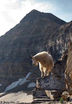 Timanogas Mountain Goat