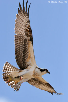 Osprey, with lunch...