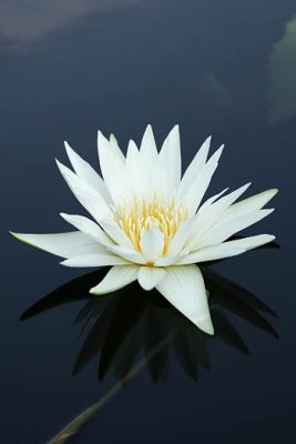 water_lilies