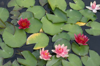 Longwood Gardens - 8/18/07