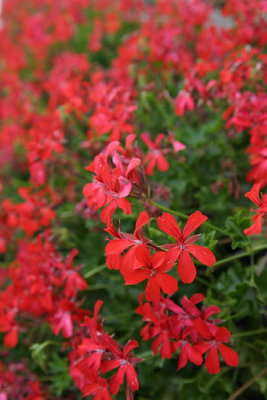 Longwood Gardens - 8/18/07