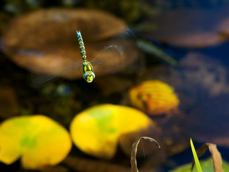 Hovering dragonfly, Knightshayes, Devon