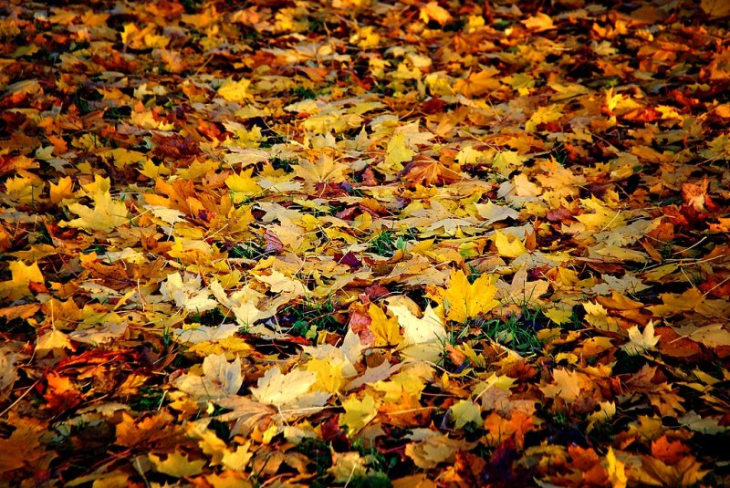 Leaves, Wells