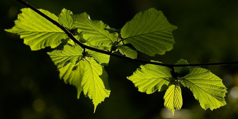 Backlit leaves, Wayford Woods