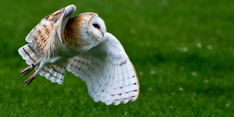 Barn owl in flight