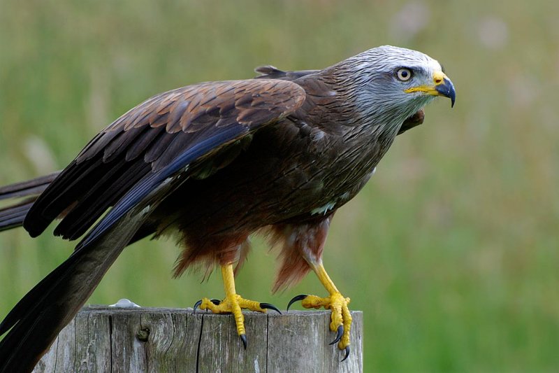 Red kite at rest