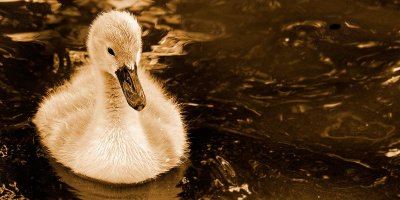 Cygnet, Windermere, Cumbria