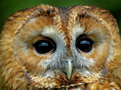 Tawny owl again, Bossington