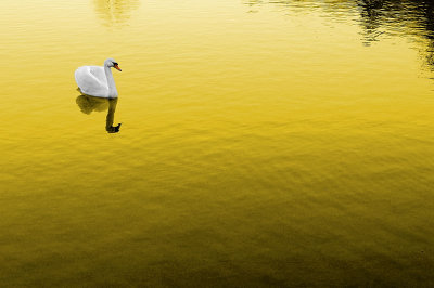 Swan Golden Pond!
