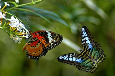 Two butterflies, Buckfast