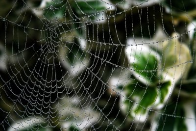 You just gotta see this web!!!