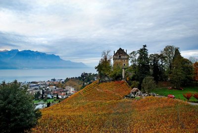 Vineyard and castle, Montreux