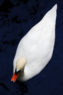 Swan! Montreux