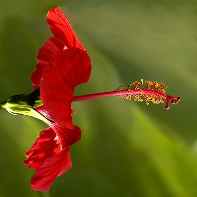 Red hibiscus, Miraflores