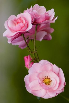 Roses, Kingston Lacy