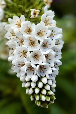 Head of white flowers