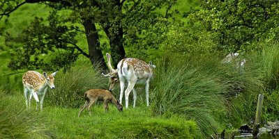 Deer and fawn