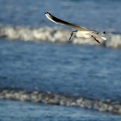 Gull hunting, Dawlish
