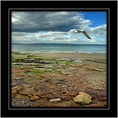 Gull and beach, Nairn