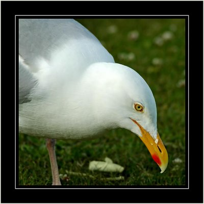 Seagull, Nairn