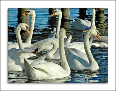 Seven-swans-a-swimming