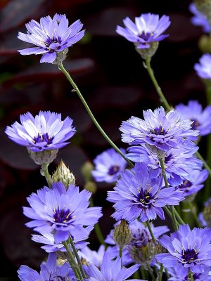 Mauve ones! East Lambrook Manor Gardens