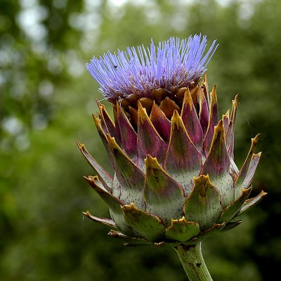 Thistle thing, East Lambrook Manor Gardens