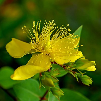 Yellow popsicle, East Lambrook Manor Gardens