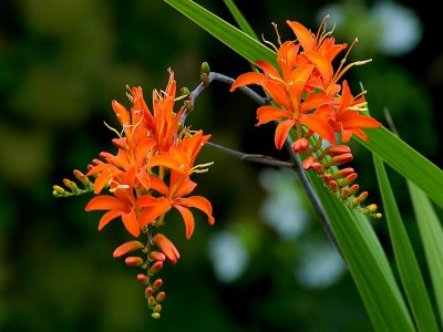 A flash of orange! East Lambrook Manor Gardens