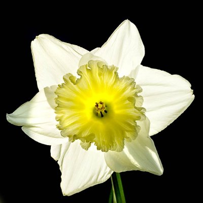 Backlit daffodil