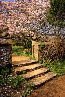 Steps and magnolia, Wayford Manor