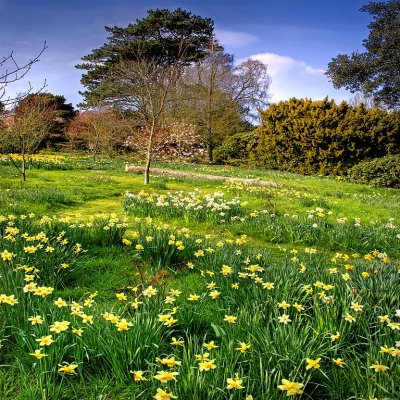 Swathe of daffodils, Wayford (1707)