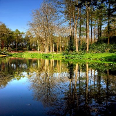 Top lake reflections, Hestercombe (1875)