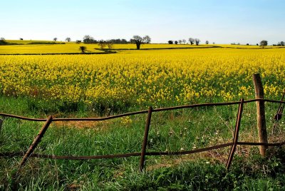 Canola field and railings, near Frome