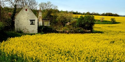 Cottage and canola field, near Rode