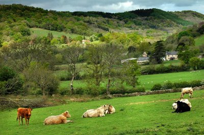 Cows and farm, near Bovey Tracey