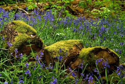 Logs'n'bluebells