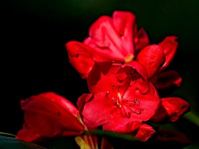 Deep red rhododendron