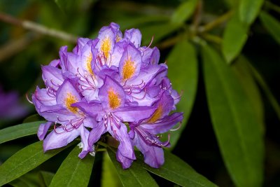 Rhododendron, Wayford Woods
