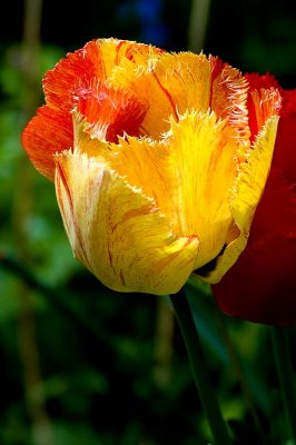 Frilly tulip, Lustleigh