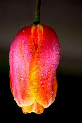 Exquisite tulip, Babbacombe